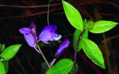 Polygala japonica 瓜子金