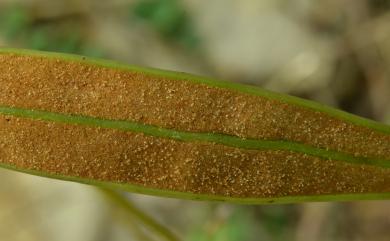 Cheiropleuria integrifolia (D.C.Eaton ex Hook.) M.Kato, Y.Yatabe, Sahashi & N.Murak. 燕尾蕨