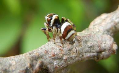 Ptocasius strupifer Simon, 1901 毛垛兜蠅虎