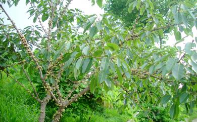 Ficus subpisocarpa Gagnep. 雀榕