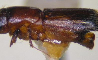 Crossotarsus emancipatus Murayama, 1934 迅行截尾長小蠹