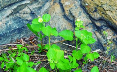 Sida cordifolia L. 圓葉金午時花