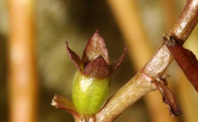 Ludwigia ovalis Miq. 卵葉水丁香