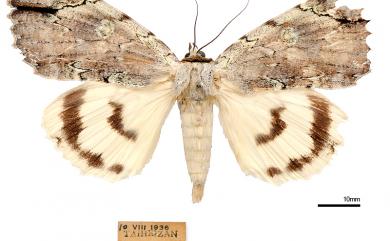 Catocala nivea asahinaorum Owada, 1986 後雪裳蛾