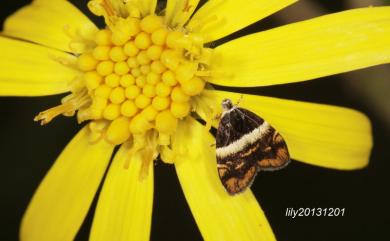 Choreutis xanthogramma (Meyrick, 1912) 黃翅桑舞蛾