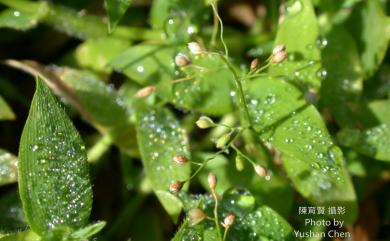 Isachne myosotis 荏弱柳葉箬