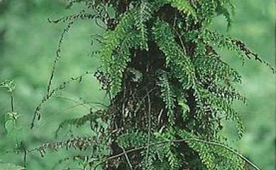 Vandenboschia auriculata 瓶蕨