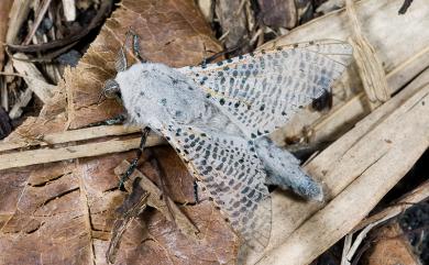 Polyphagozerra coffeae (Nietner, 1861) 咖啡木蠹蛾