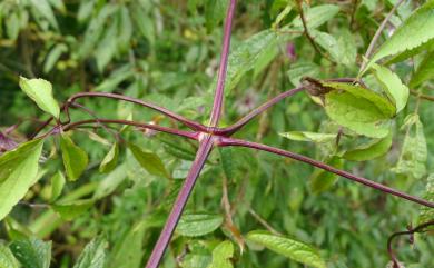 Clematis lasiandra Maxim. 小木通