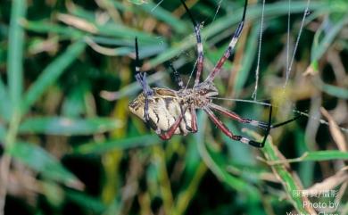 Argiope ocula Fox, 1938 眼點金蛛