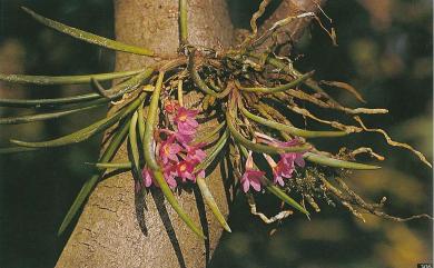 Holcoglossum pumilum (Hayata) L.J.Chen, X.J.Xiao & G.Q.Zhang 鹿角蘭