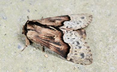 Semidonta basalis (Moore, 1865) 銀裙舟蛾