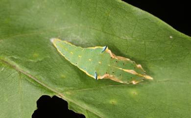 Talbotia naganum karumii 飛龍白粉蝶