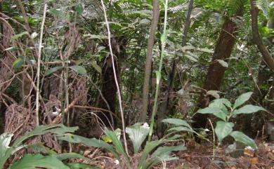 Calanthe triplicata (Willemet) Ames 白鶴蘭