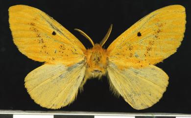 Euproctis nigricauda Matsumura, 1927 橙黃毒蛾