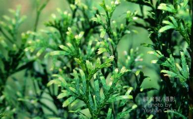 Calocedrus macrolepis var. formosana (Florin) W.C.Cheng & L.K.Fu 臺灣肖楠