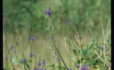 Stachytarpheta urticifolia 長穗木