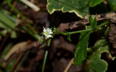 Stellaria monosperma var. japonica 獨子繁縷