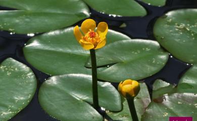 Nuphar pumila (Timm) DC. 臺灣萍蓬草