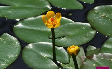 Nuphar pumila 臺灣萍蓬草