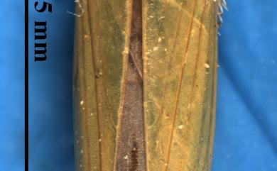Cofana subvirescens (Stål, 1870) 綠翅褐脈葉蟬