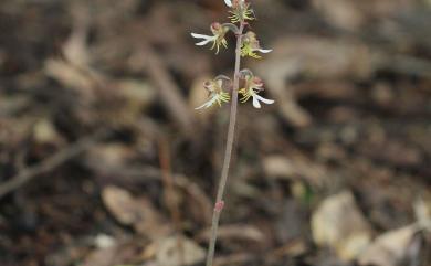 Anoectochilus formosanus Hayata 臺灣金線蓮