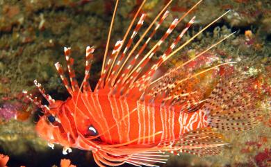 Pterois antennata (Bloch, 1787) 觸角蓑鮋