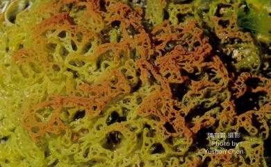 Hydroclathrus clathratus (C.Agardh) M.Howe 網胰藻