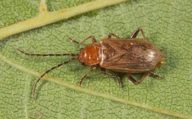 Haplosomoides abdominalis Kimoto, 1984 褐腹脈翅螢金花蟲