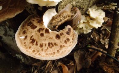 Polyporus squamosus 寬鱗多孔菌