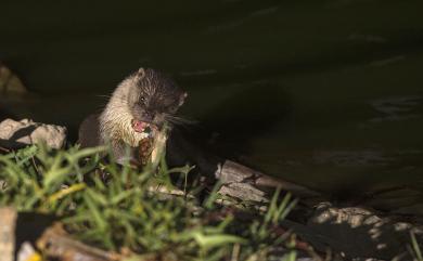 Lutra lutra chinensis Gray, 1837 水獺