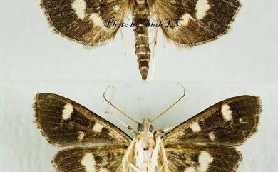 Herpetogramma luctuosalis (Guenée, 1854) 葡萄切葉野螟