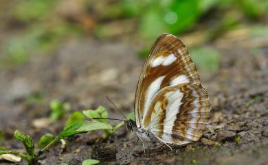 Neptis hesione podarces Nire, 1920 蓮花環蛺蝶