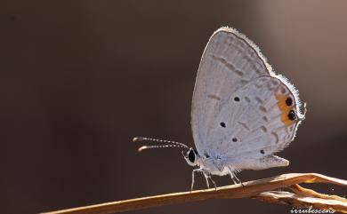 Everes lacturnus rileyi Godfrey, 1916 南方燕藍灰蝶