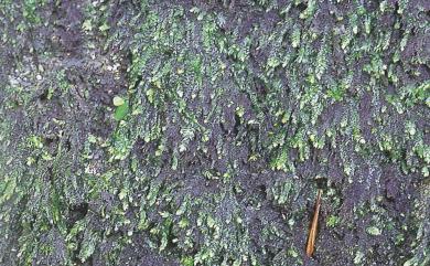 Taxiphyllum taxirameum 長葉鱗葉苔
