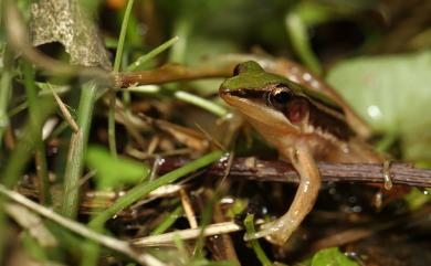 Hylarana taipehensis (Van Denburgh, 1909) 臺北赤蛙