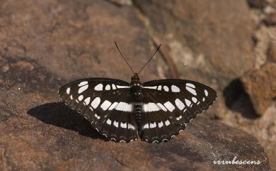 Athyma perius (Linnaeus, 1758) 玄珠帶蛺蝶