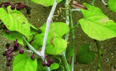 Cissus repens Lam. 粉藤