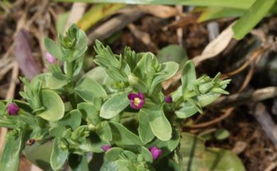 Centaurium japonicum (Maxim.) Druce 百金