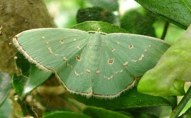 Comostola subtiliaria (Bremer, 1864) 亞四目綠尺蛾