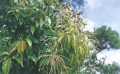 Castanopsis formosana (Skan) Hayata 臺灣苦櫧