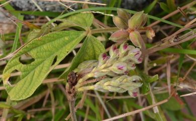Flemingia macrophylla var. philippinensis 菲島佛來明豆
