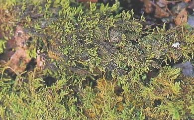 Trachypus humilis 小扭葉苔