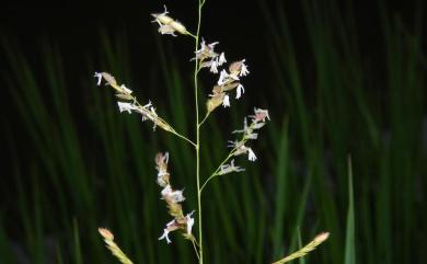 Leersia hexandra Sw. 李氏禾