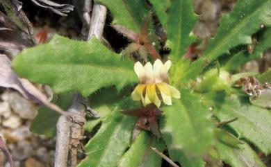 Calogyne pilosa subsp. chinensis (Benth.) H.S.Kiu 火花離根香