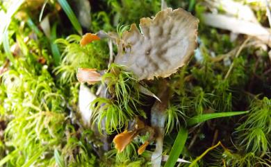 Peltigera membranacea 膜地卷