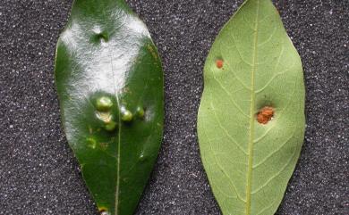 Aceria litseae (Keifer), 1972 小梗黃肉楠瘤節蜱