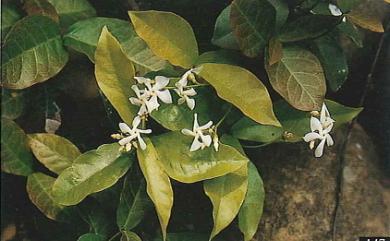 Trachelospermum jasminoides (Lindl.) Lem. 絡石