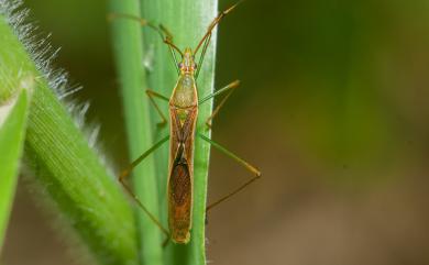 Leptocorisa acuta (Thunberg, 1783) 禾蛛緣椿象