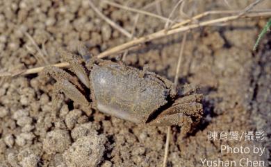 Xeruca formosensis (Rathbun, 1921) 臺灣旱招潮